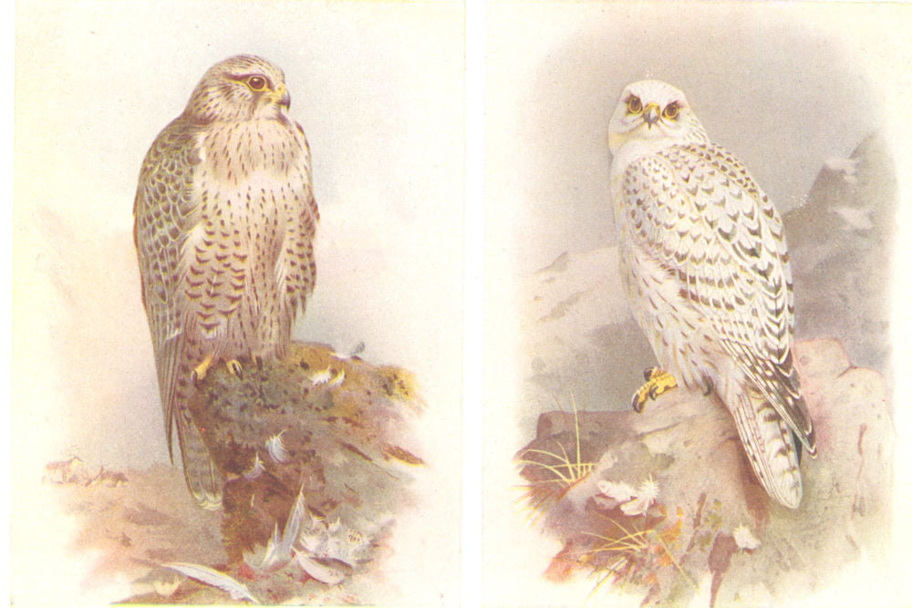 BRITISH BIRDS. Iceland Falcon (female) Greenland Falcon. THORBURN 1925 print